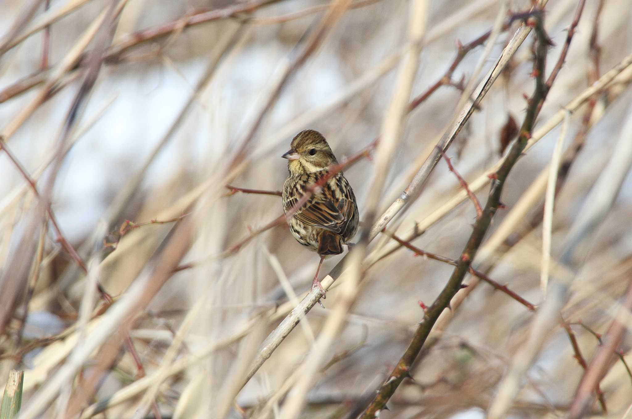 守谷野鳥のみち アオジの写真 by Simo