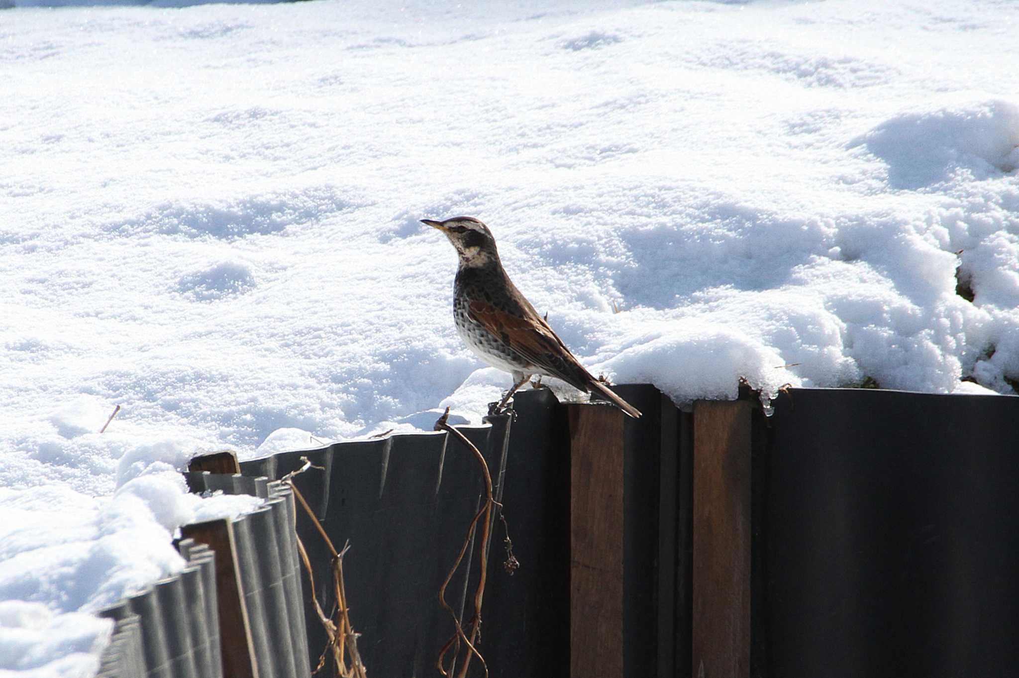 Photo of Dusky Thrush at 守谷野鳥のみち by Simo