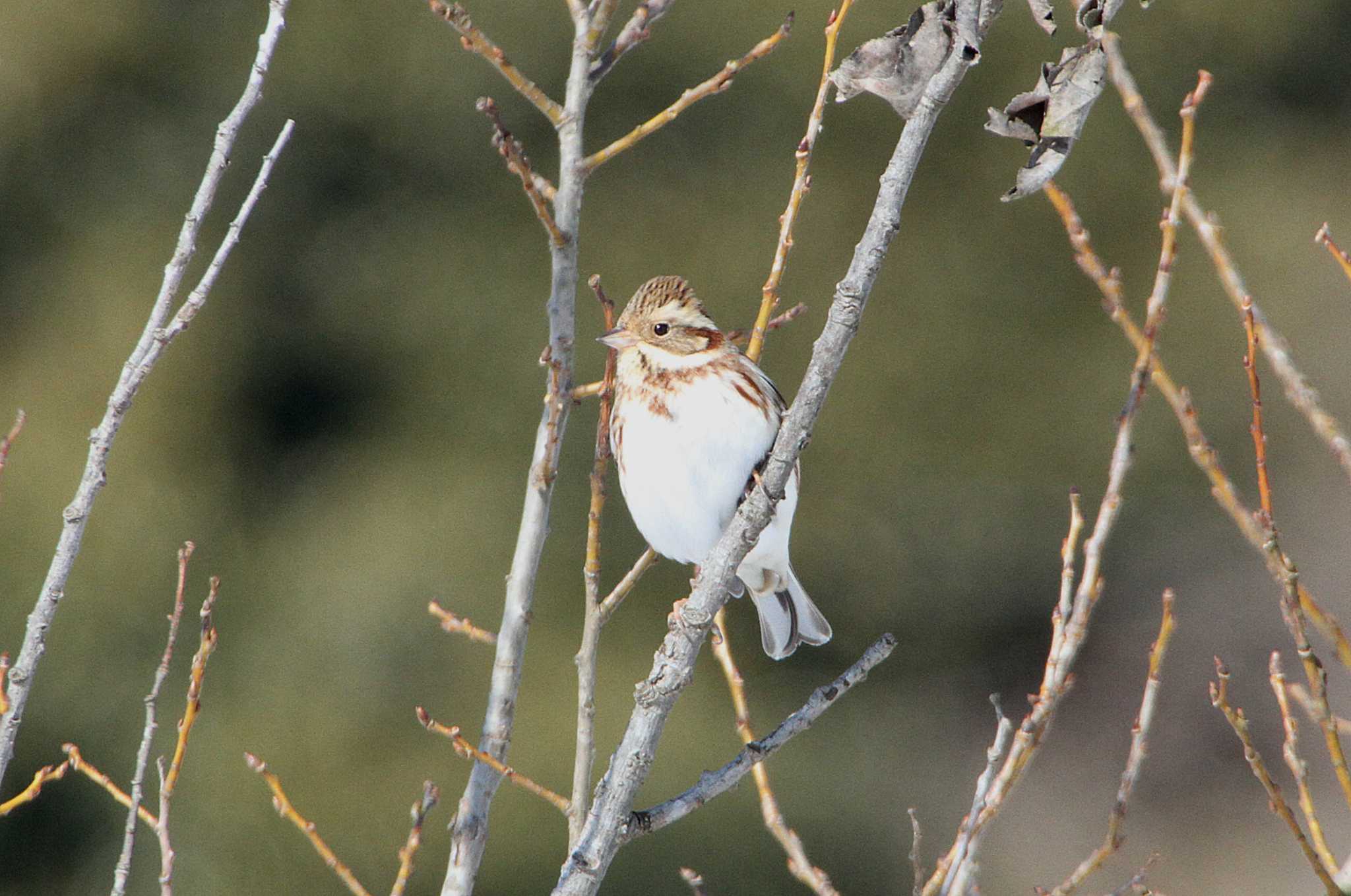 Rustic Bunting