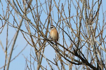 ホオジロ 守谷野鳥のみち 2022年2月11日(金)