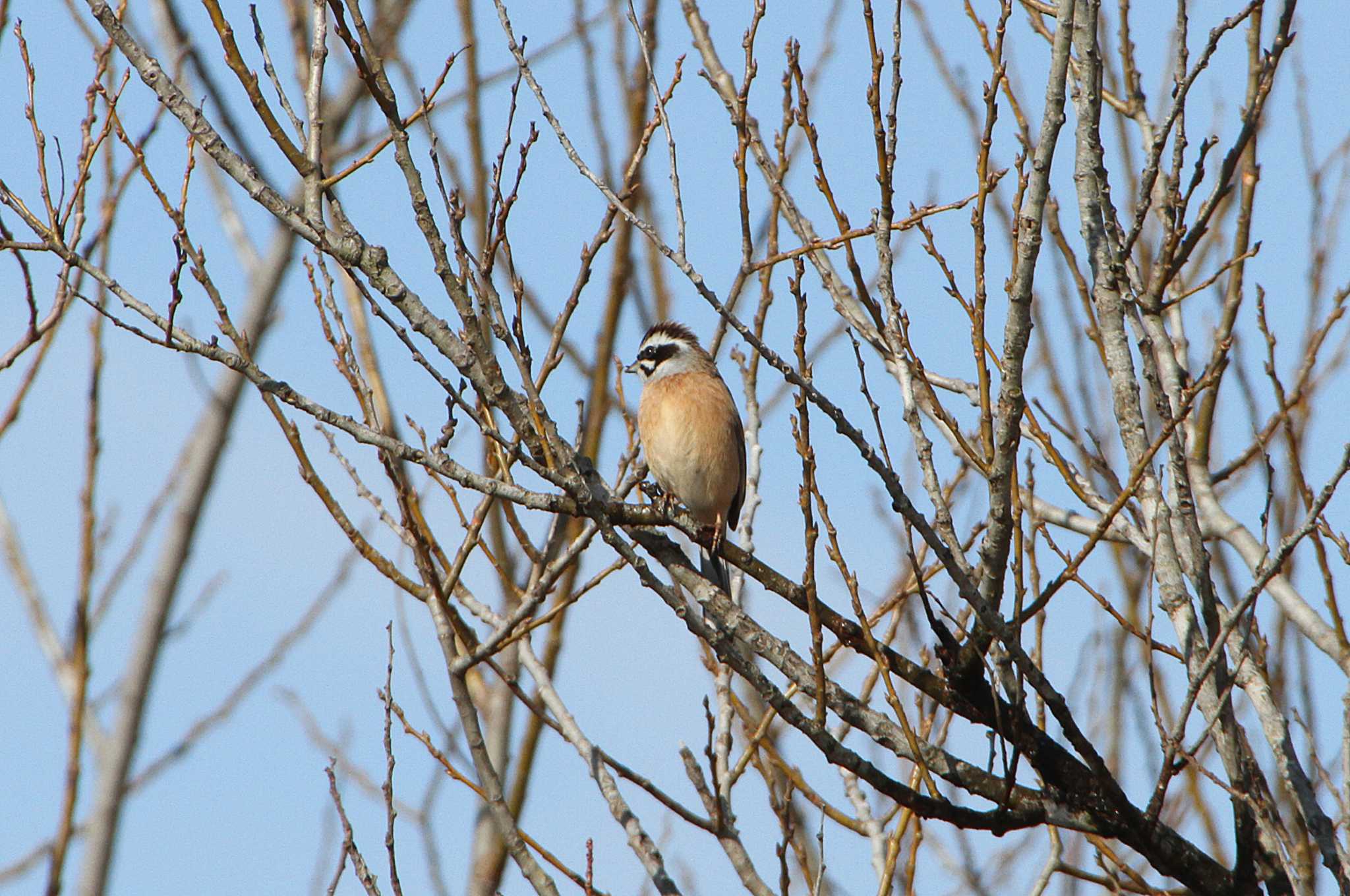 Photo of Meadow Bunting at 守谷野鳥のみち by Simo