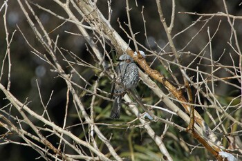 ヒヨドリ 守谷野鳥のみち 2022年2月11日(金)