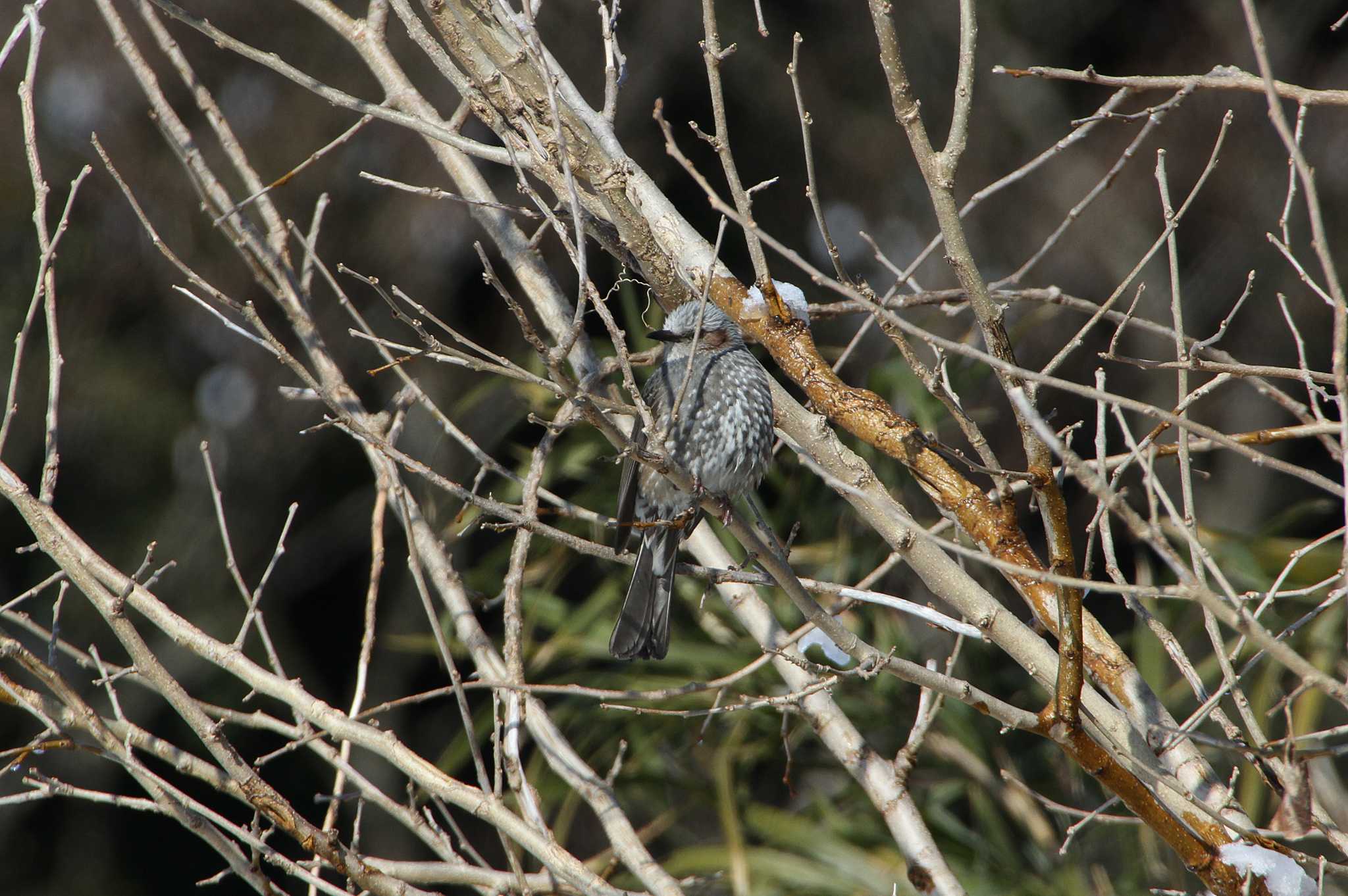 Brown-eared Bulbul