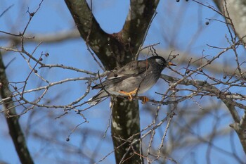 ムクドリ 守谷野鳥のみち 2022年2月11日(金)