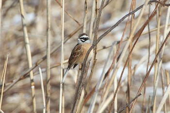 ホオジロ 守谷野鳥のみち 2022年2月11日(金)