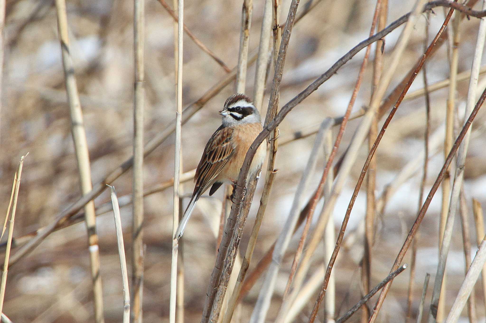 Meadow Bunting