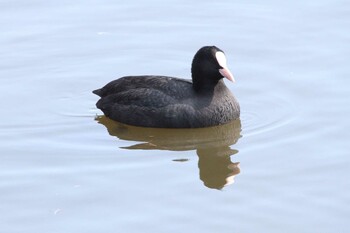 Eurasian Coot 乙戸沼公園 Fri, 2/11/2022