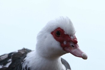 2022年2月11日(金) 乙戸沼公園の野鳥観察記録