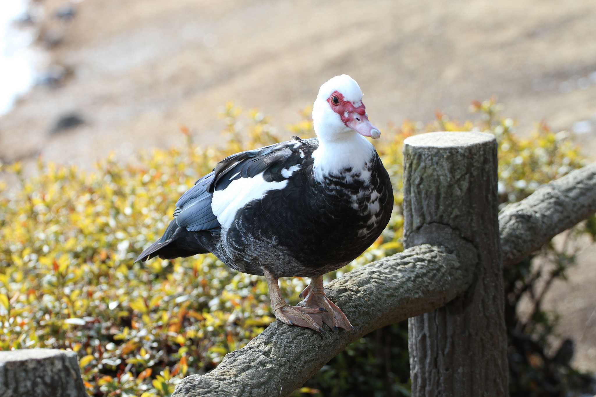 乙戸沼公園 バリケンの写真 by Simo