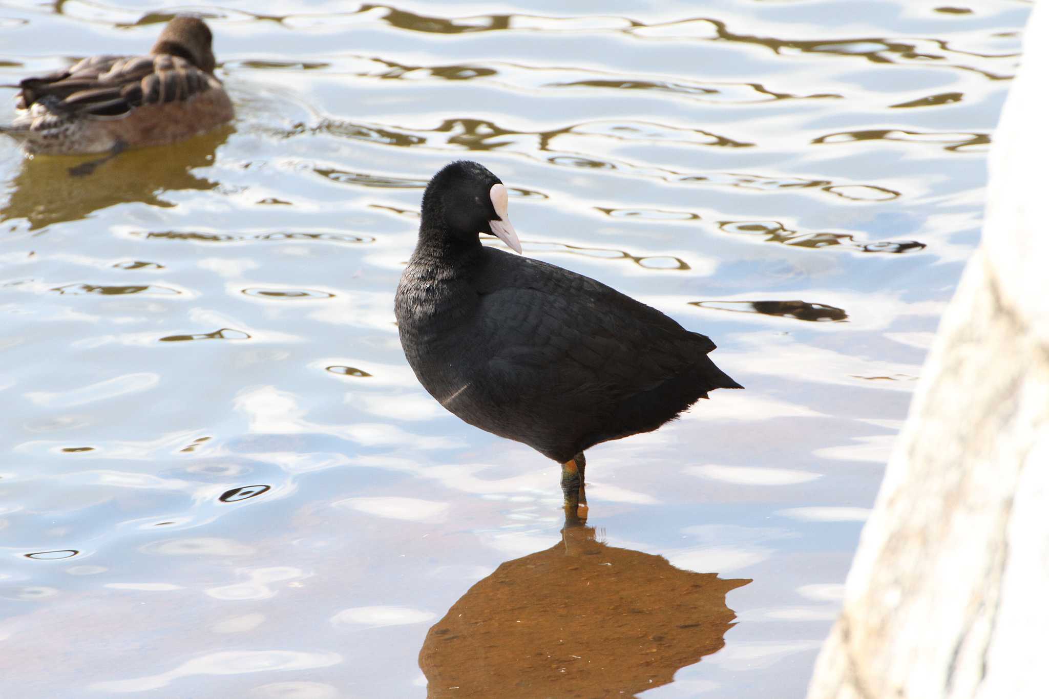 Eurasian Coot