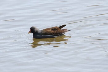 Common Moorhen 乙戸沼公園 Fri, 2/11/2022