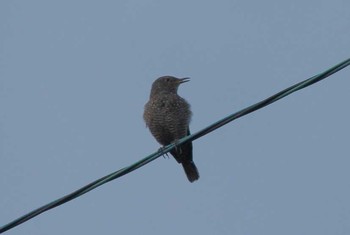 Blue Rock Thrush Unknown Spots Sat, 8/26/2017