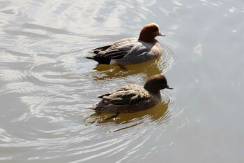 Eurasian Wigeon 乙戸沼公園 Fri, 2/11/2022