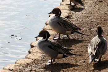 オナガガモ 乙戸沼公園 2022年2月11日(金)