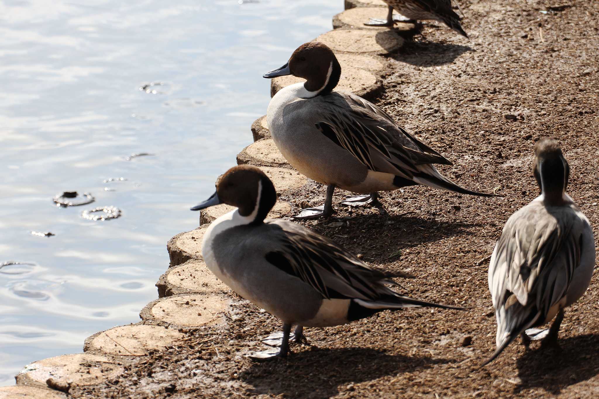 乙戸沼公園 オナガガモの写真 by Simo