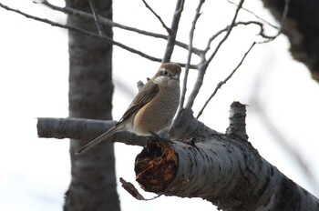 Bull-headed Shrike 乙戸沼公園 Fri, 2/11/2022