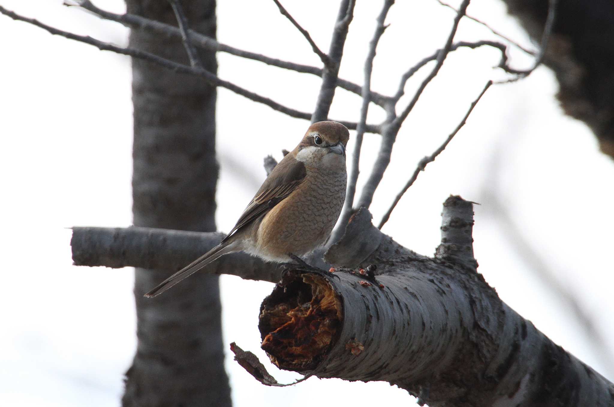 Bull-headed Shrike