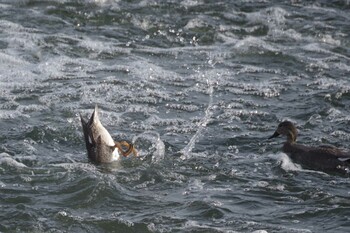 オカヨシガモ 多摩川二ヶ領宿河原堰 2022年2月12日(土)