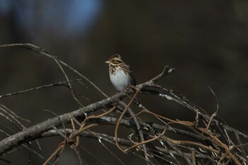 カシラダカ 守谷野鳥のみち 2022年2月11日(金)