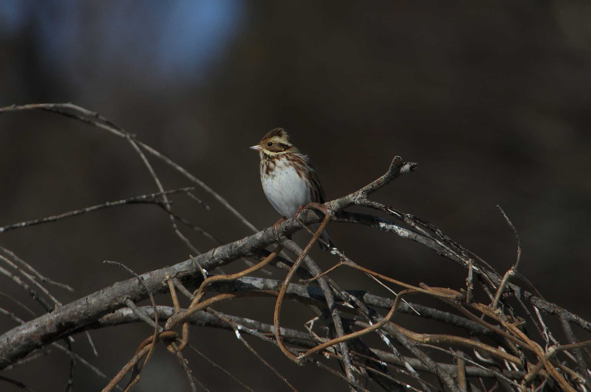 Rustic Bunting