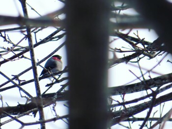 2022年2月12日(土) 網走港の野鳥観察記録