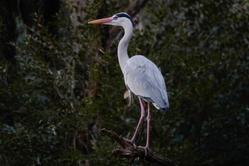 2022年2月11日(金) 鷲尾愛宕神社の野鳥観察記録