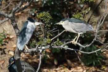 ゴイサギ 明石公園 2021年12月19日(日)