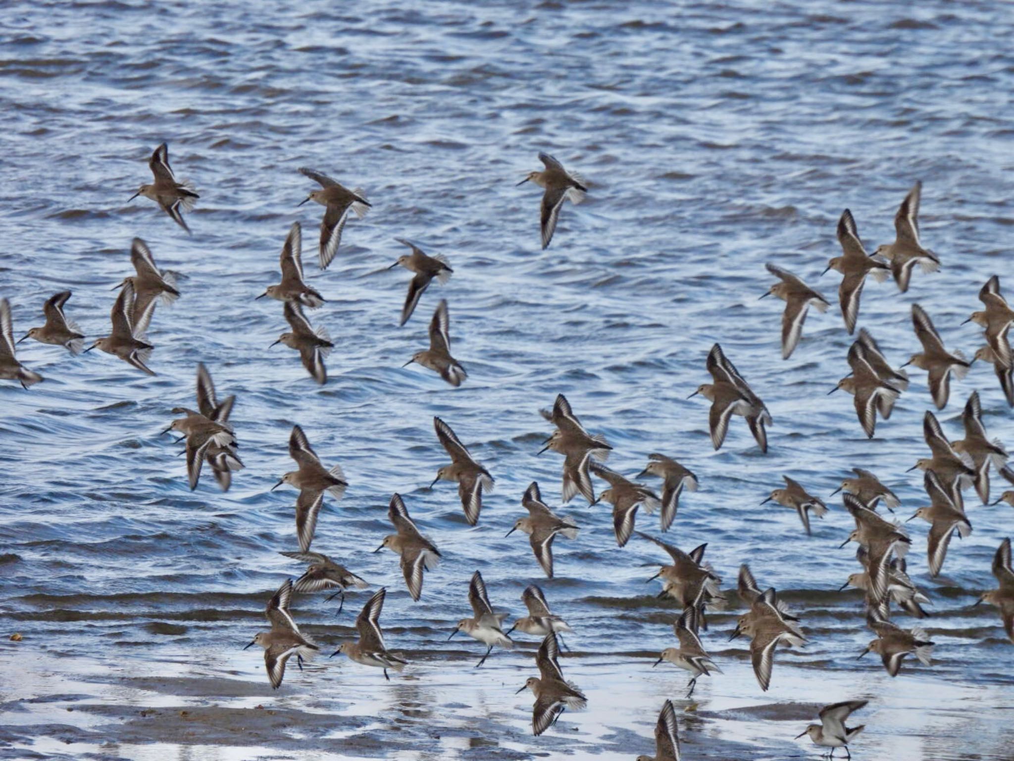 Dunlin