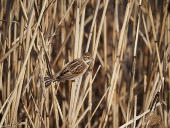 2022年2月11日(金) 葛西臨海公園の野鳥観察記録