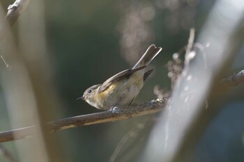 ルリビタキ 滋賀県甲賀市甲南町創造の森 2022年2月12日(土)