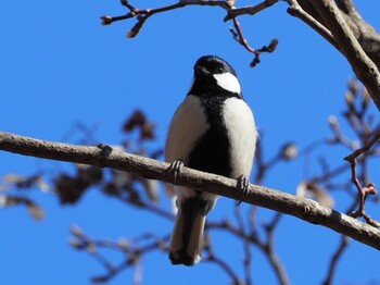 シジュウカラ 神奈川県 2022年2月12日(土)