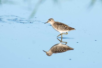 Long-toed Stint Unknown Spots Thu, 8/31/2017