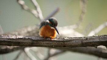 Common Kingfisher Hattori Ryokuchi Park Sat, 2/12/2022