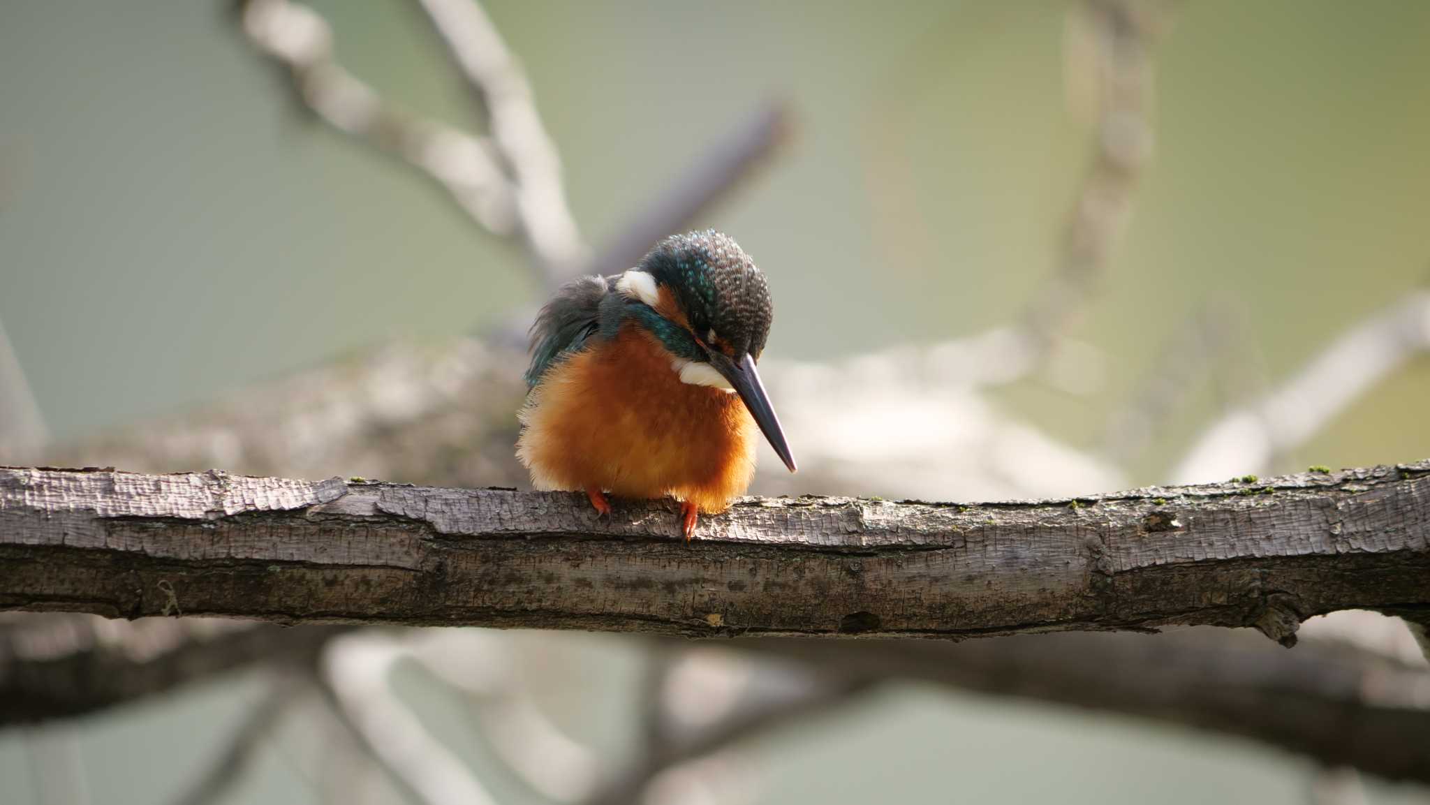 Photo of Common Kingfisher at Hattori Ryokuchi Park by コゲラ