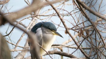 Black-crowned Night Heron Hattori Ryokuchi Park Sat, 2/12/2022