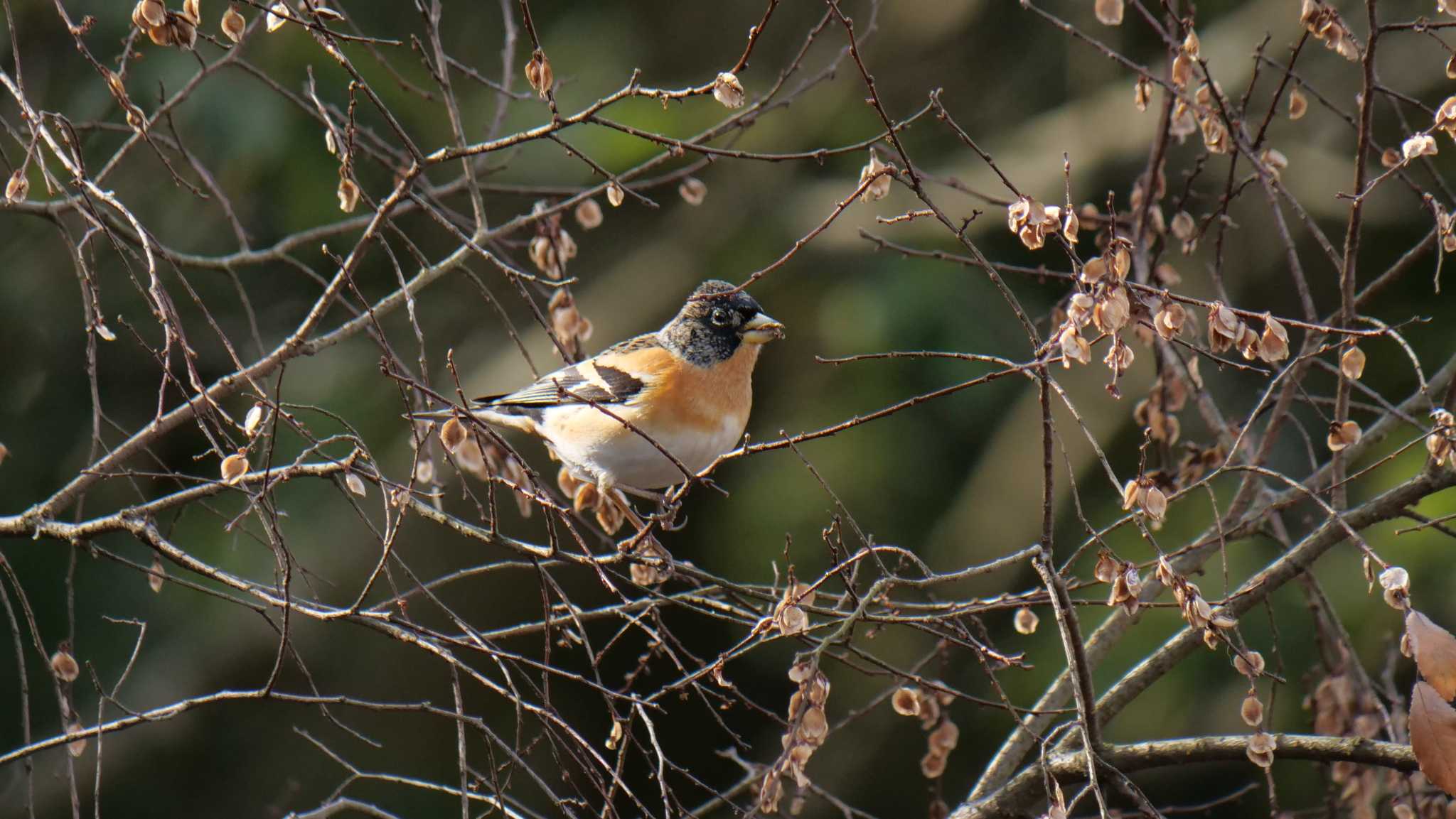 Photo of Brambling at Hattori Ryokuchi Park by コゲラ