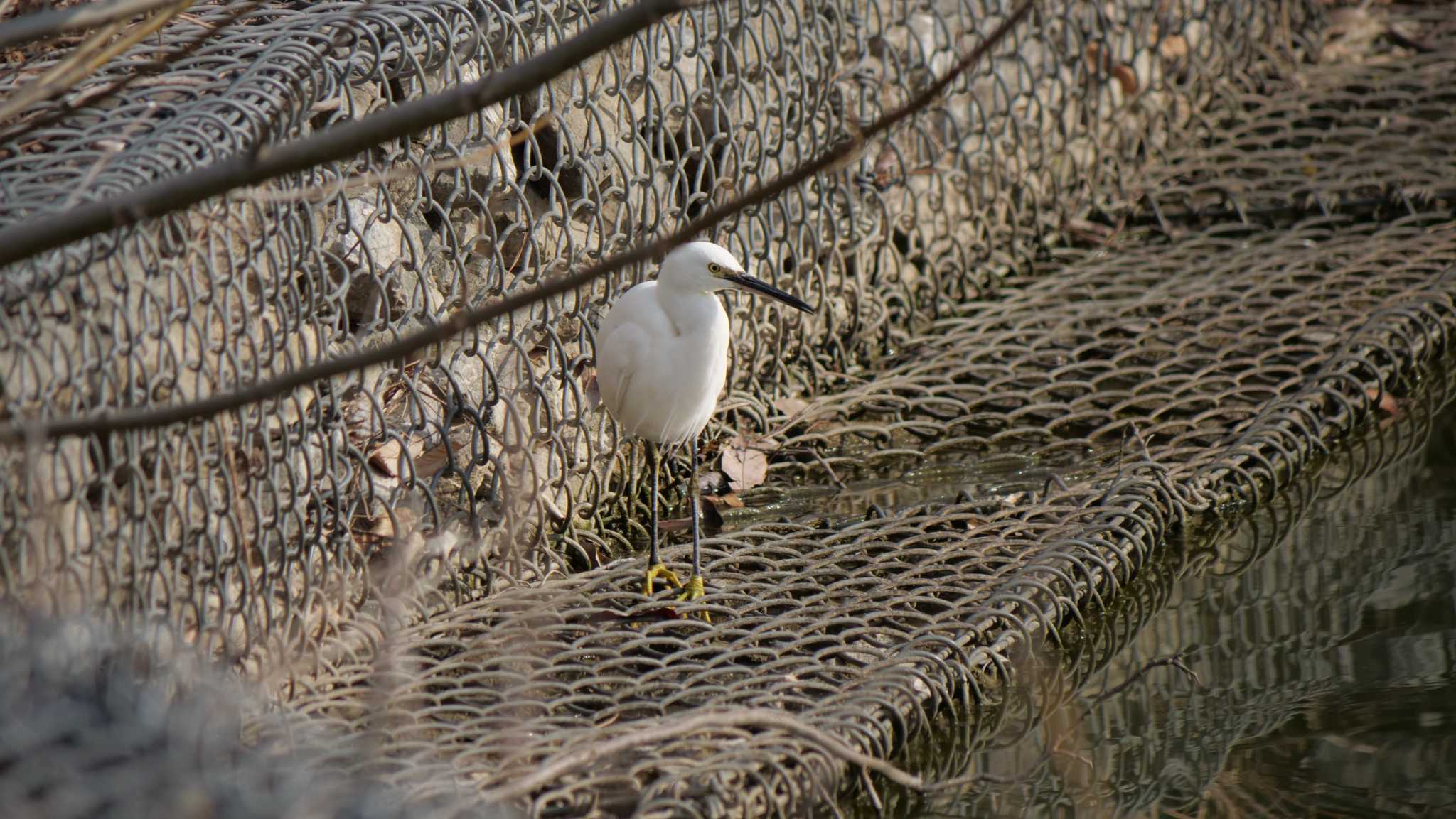 Photo of Little Egret at Hattori Ryokuchi Park by コゲラ