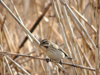 2022年2月12日(土) 六郷橋緑地の野鳥観察記録