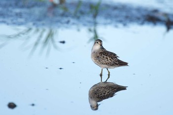 Long-toed Stint Unknown Spots Thu, 8/31/2017