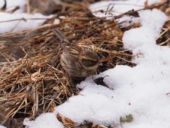 2022年2月12日(土) 多摩森林科学園の野鳥観察記録