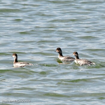 Black-necked Grebe 甲子園浜(兵庫県西宮市) Sat, 2/12/2022