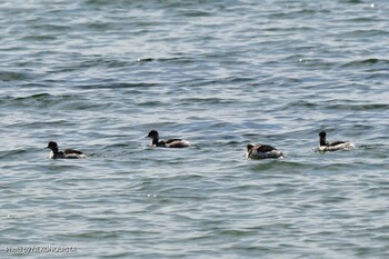 Black-necked Grebe 甲子園浜(兵庫県西宮市) Sat, 2/12/2022