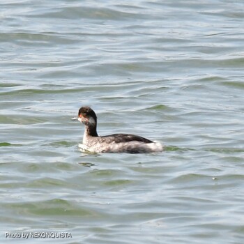 Black-necked Grebe 甲子園浜(兵庫県西宮市) Sat, 2/12/2022