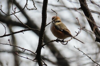 Bull-headed Shrike Higashitakane Forest park Sat, 2/12/2022