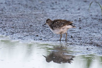 Long-toed Stint Unknown Spots Thu, 8/31/2017