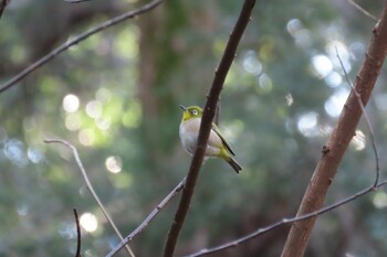 Warbling White-eye Higashitakane Forest park Sat, 2/12/2022