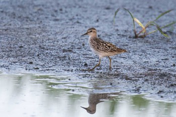 Long-toed Stint Unknown Spots Thu, 8/31/2017