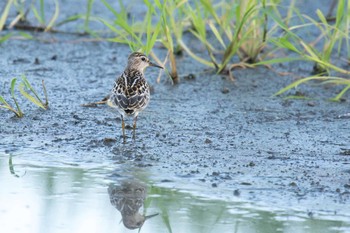 Long-toed Stint Unknown Spots Thu, 8/31/2017