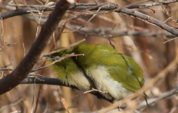 2022年2月12日(土) 芝川第一調節池(芝川貯水池)の野鳥観察記録