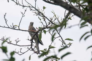 ツツドリ 場所が不明 2017年8月28日(月)